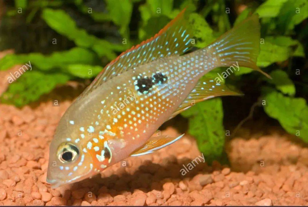 中南美洲慈鯛圖鑑合集centralsouthamericancichlid