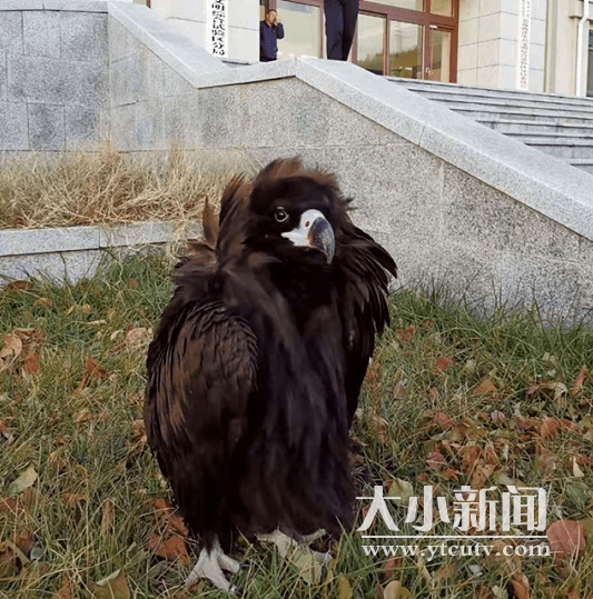 "座山雕"饿得进家偷鸡 长岛民警喂肉救助