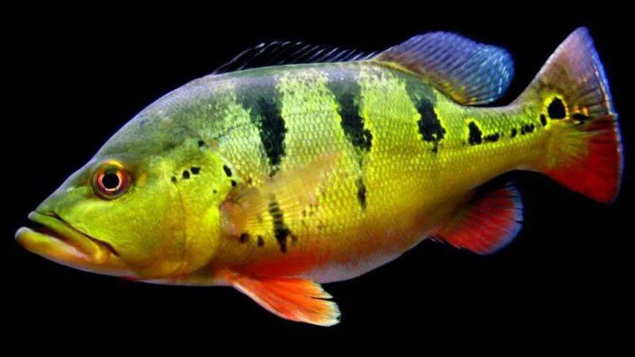 中南美洲慈鲷图鉴合集(central&south american cichlid)