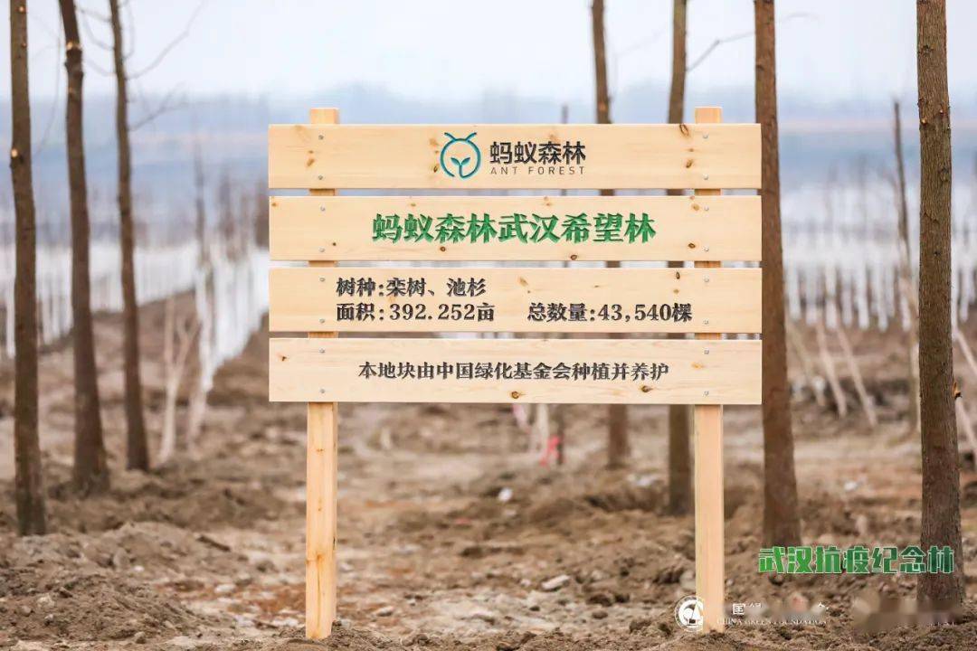 我校受邀参加"武汉抗疫纪念林"暨蚂蚁森林武汉希望林植树活动_公益