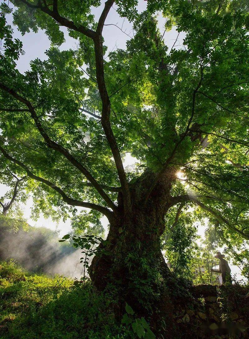 围观罗田县我家门前那棵树摄影获奖作品欣赏