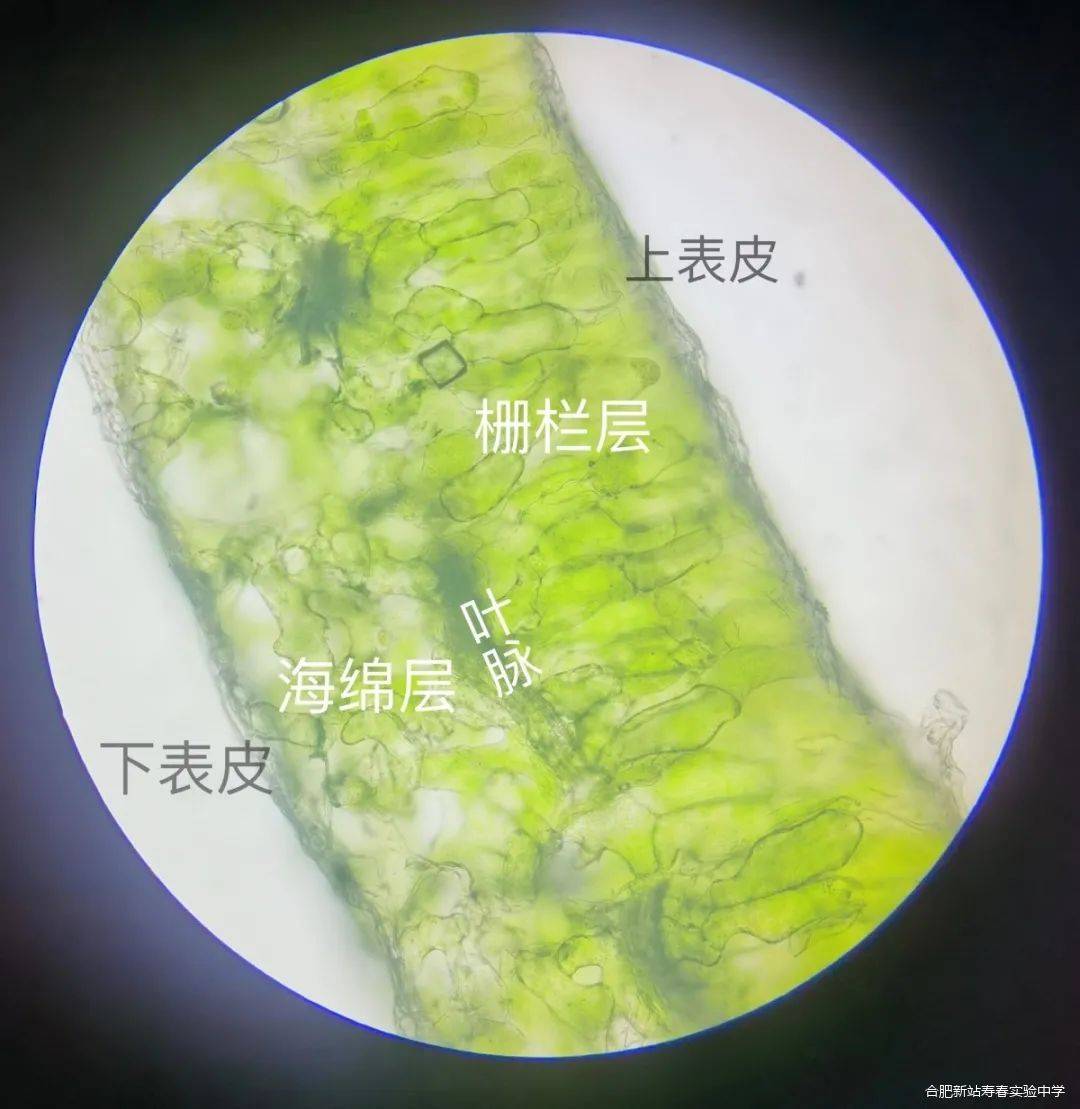 菠菜叶表皮细胞手绘图图片