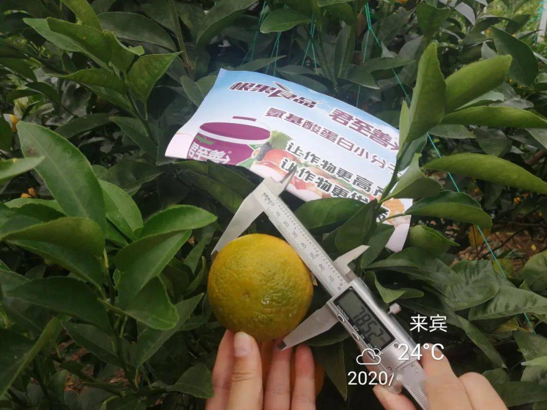 51mm根据测量数据,使用根果良品君至善的沃柑膨果速度要相对快些,糖度