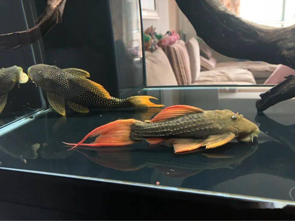 每天认识一种南美鱼76绿裳红剑尾坦克