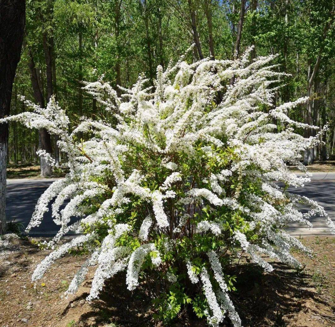 皮实又好养的北方花园植物清单,干货文请收藏