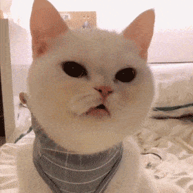 小猫拽衣角动态表情图片