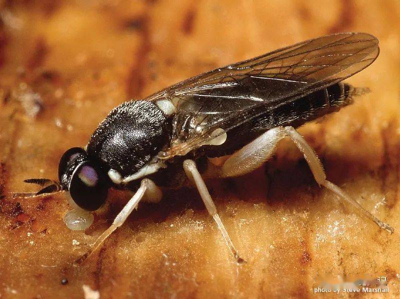 net/zadbi/xylomyidae/)从缅甸琥珀中发现的木虻