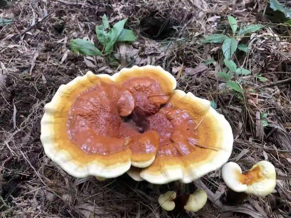 永泰好物丨雲頂靈芝,雲端上的仙草_長坑村