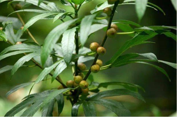 南方药用植物栽培技术——五指毛桃(五爪龙)_进行