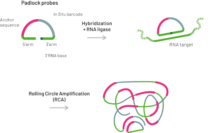 rna ligation成環後,dna聚合酶進行局部滾環複製擴增(rca)用於後期的