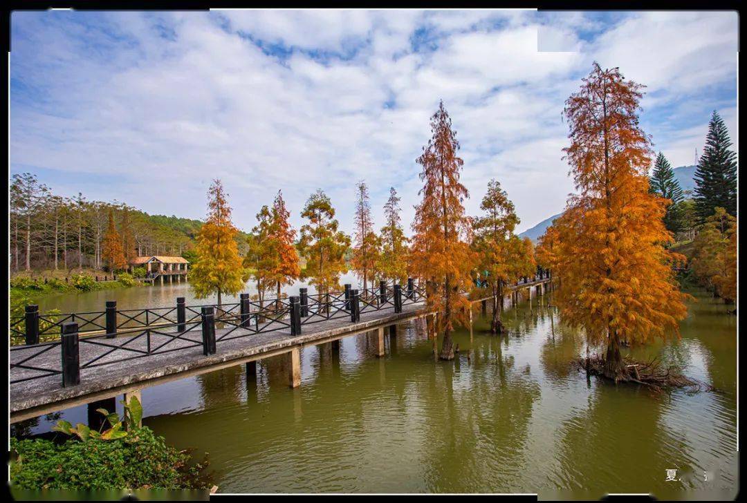 摄影采风12月26日清远红枫一天摄影采风创作