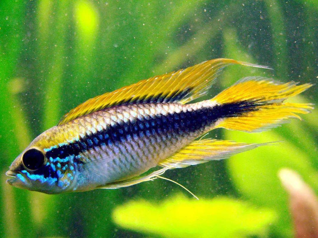 南美洲短鲷southamericandwarfcichlid
