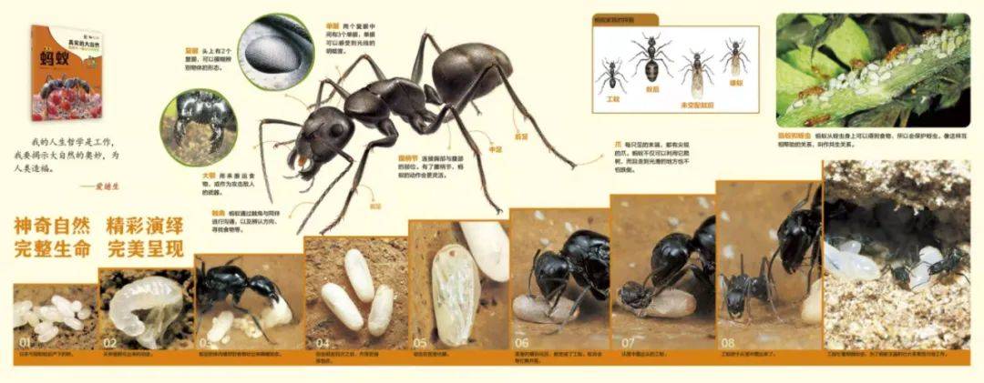 蚂蚁成长四个过程图片图片