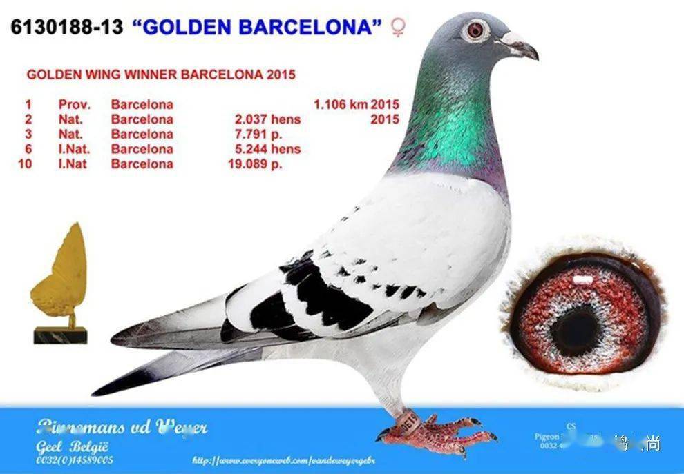 巴塞罗那国际赛鸽比赛图片