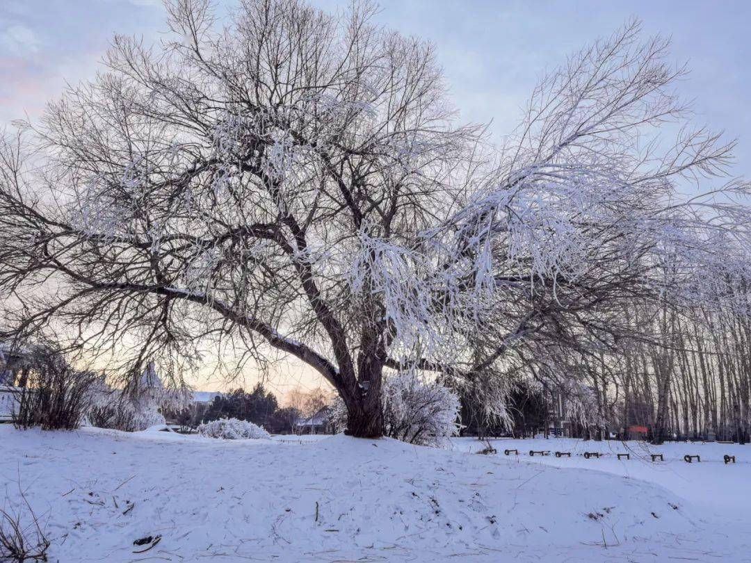 【员工作品】摄影作品——《觅雪》