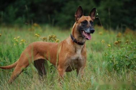 昆明警犬基地引进种母马尔美,搭配过曼菲斯,拉曼克,帕克,马克斯等基地