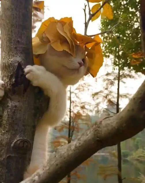 小猫咪头戴树叶帽子爬树看向远方不知道什么东西吸引了猫咪猫咪在那里