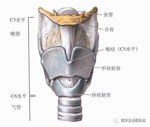 喉结医学图图片