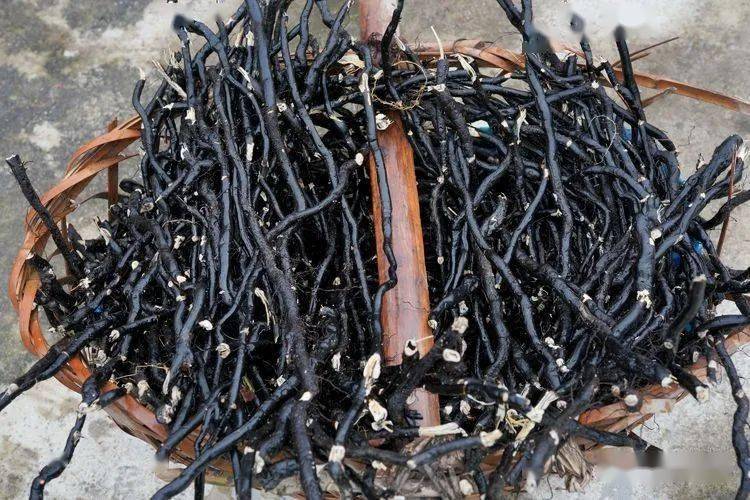 美食蕨粑美味不寻常