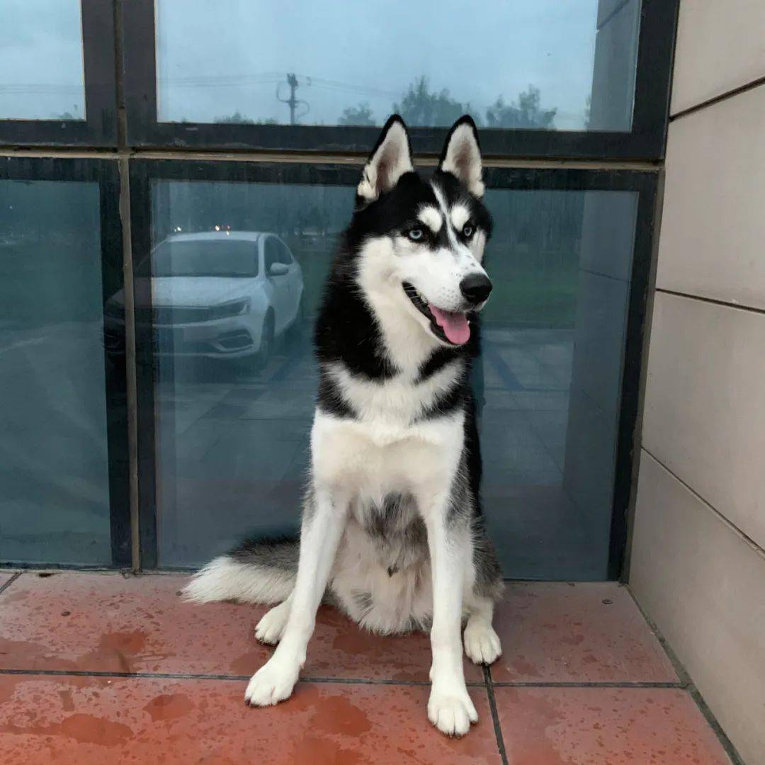 重金寻哈士奇 盘锦市兴隆台区蓝色康桥m区公园附近丢失_狗狗