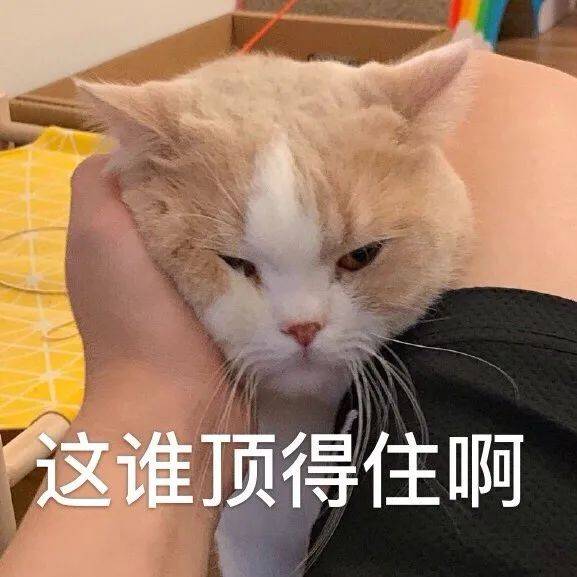 心虚猫猫表情包图片