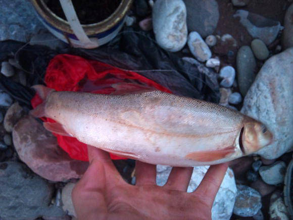 金沙江有一种叫"水米子"的鱼,令我乐而忘返_手机搜狐网