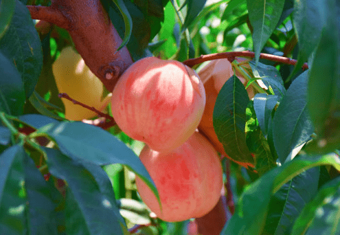 近年来,桃园镇聚焦农业资源优势,坚持绿色生态发展理念,大力发展"东果