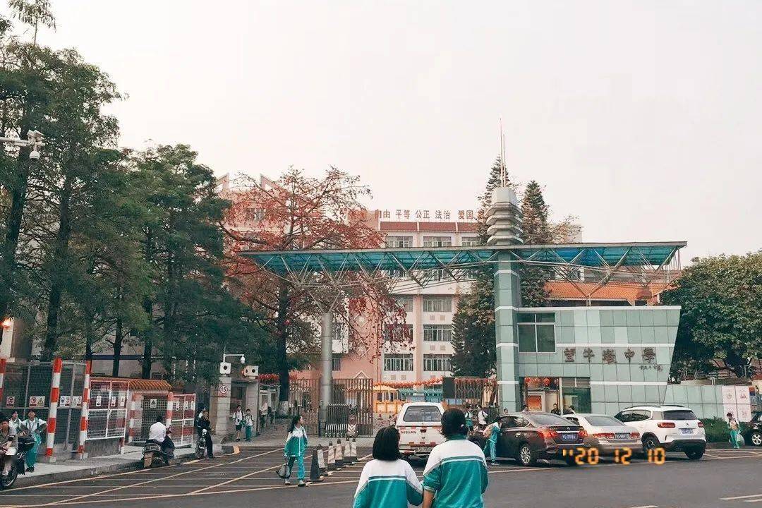 望牛墩中学那年花开木棉时