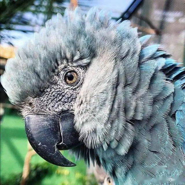 里约热内卢的蓝鹦鹉灭绝的最美丽的动物之一