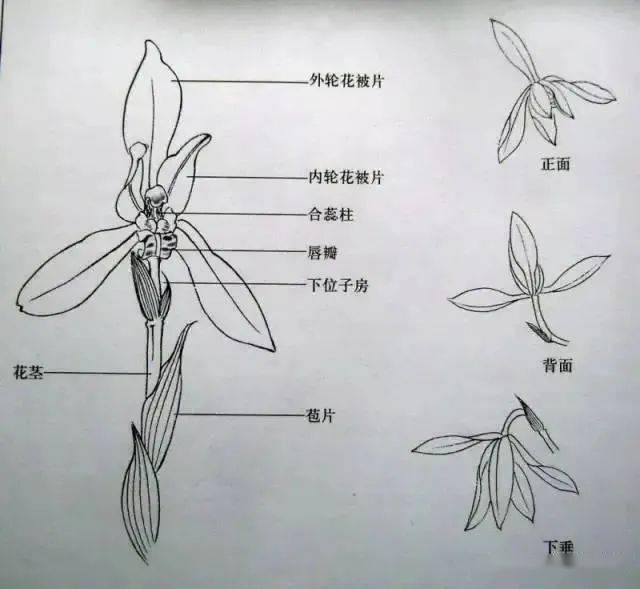 菊花结构图生物图图片