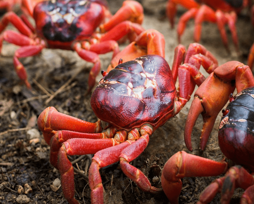 圣诞节连螃蟹都在聚会你呢