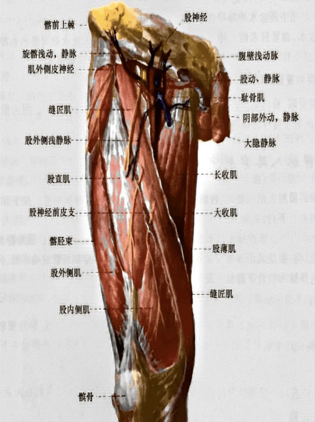 股静脉血管解剖图图片