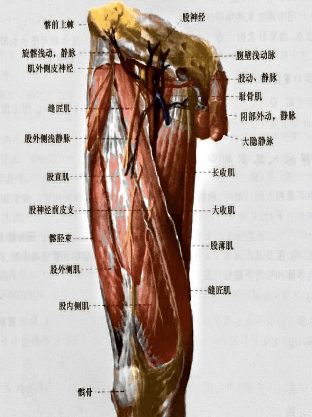 股静脉穿刺无法一针见血5大要点总结错过不再来