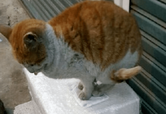 流浪猫跺jiojio视频冲上热搜可爱的背后太催泪