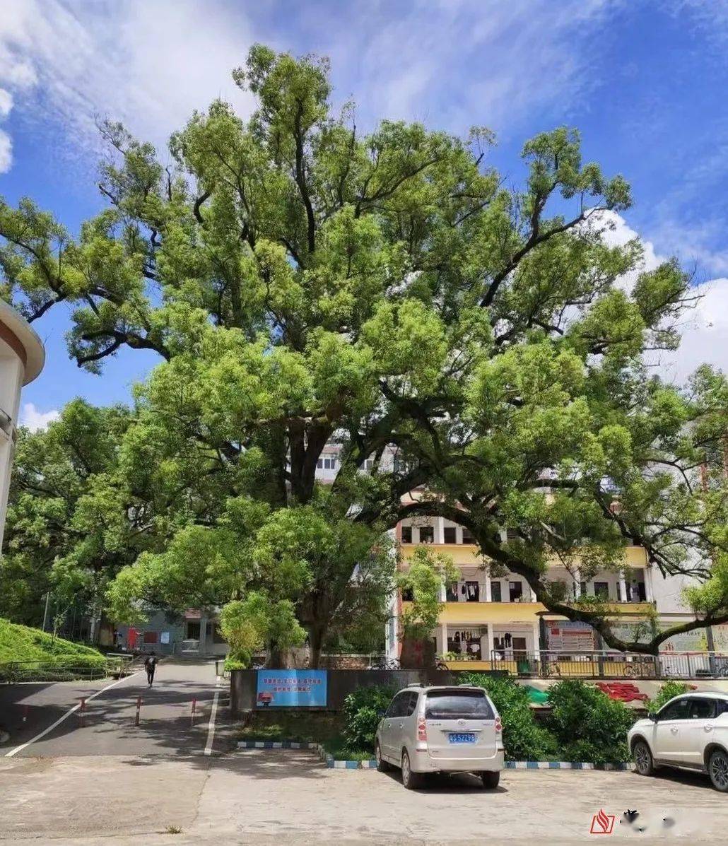 兴宁罗岗中学这棵香樟树如时光机记录着一代代学子成长