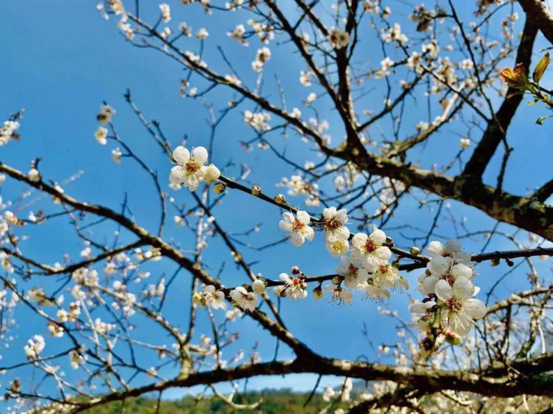 人气推荐2020年第九届天露山梅花节赏高山寒梅国恩寺祈福