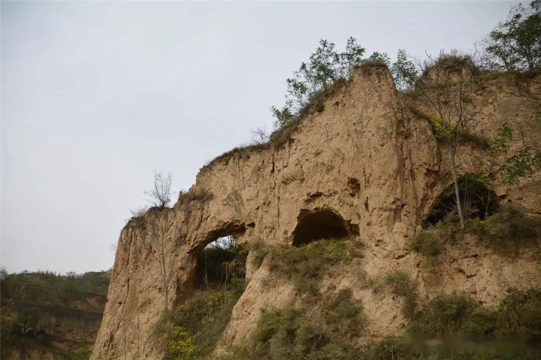 窑洞探访陕西长武窑洞群整面塬崖空无一人塬下大棚白如云