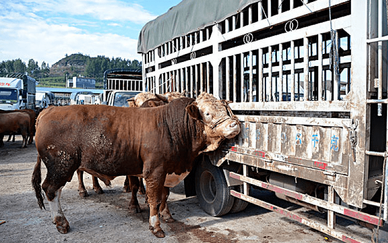 狡猾的牛贩子:坑完卖方,坑买方,两边通吃