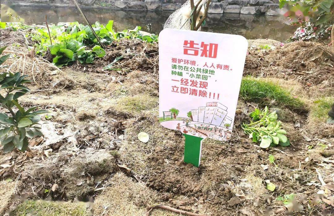 小区里屡次毁绿种菜罚款温岭开出首例小区毁绿种菜罚单