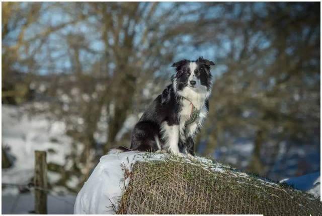 分享一组边牧冬天踏雪照,看得我都想带狗子出去玩了