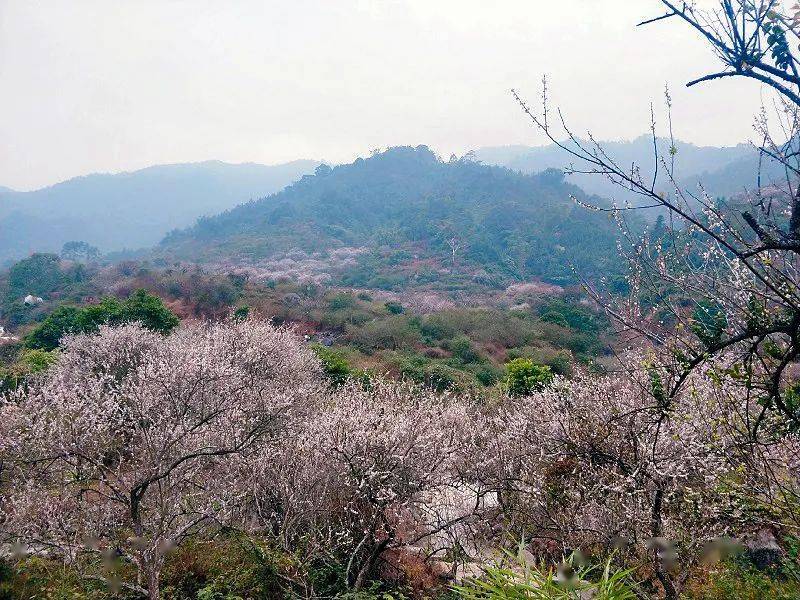 【曹田赏梅】1月2日 行摄新兴曹田梅林 探寻梅花朵朵开