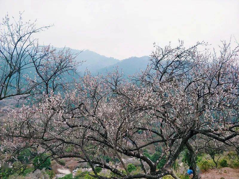 【曹田赏梅】1月2日 行摄新兴曹田梅林 探寻梅花朵朵开