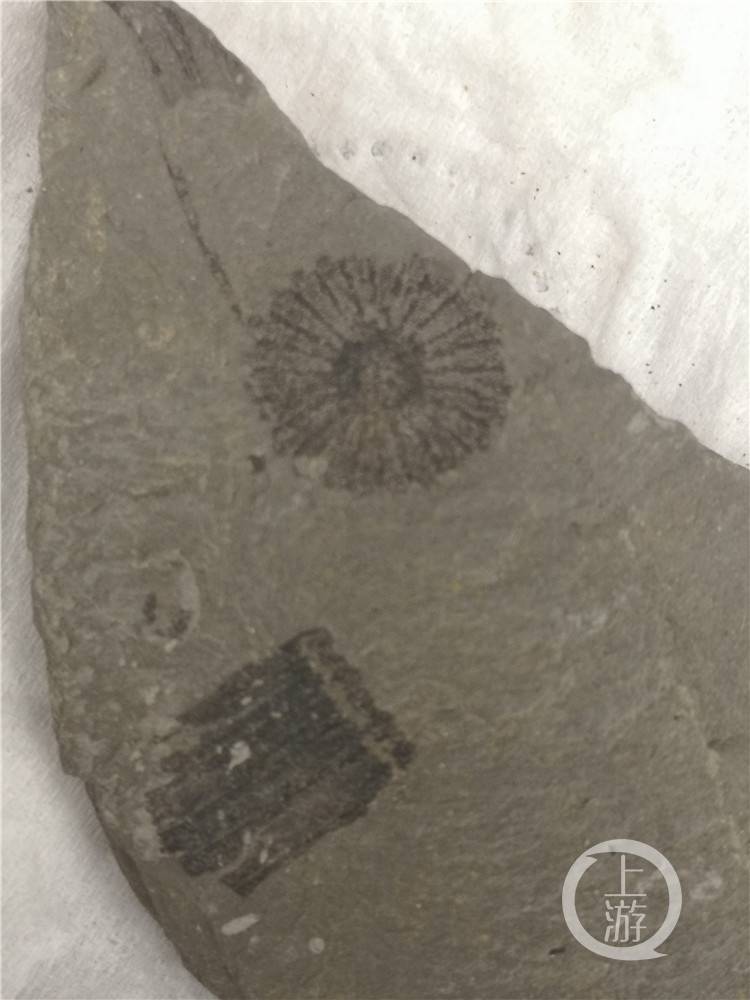 缙云山首次发现“似木贼”化石 1.8亿年前它是片巨大的湖边森林