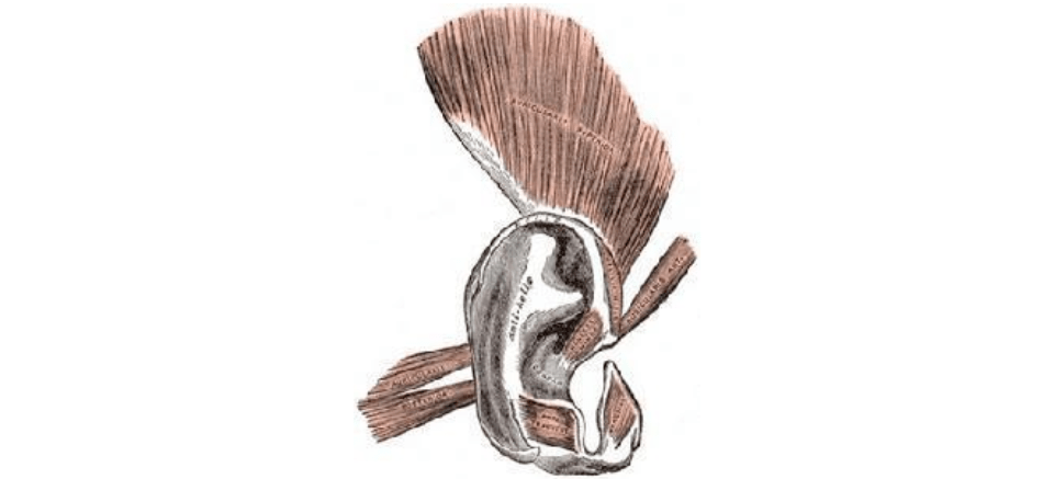 生活安逸,已经不需要"耳听八方"这个技能了,但控制耳朵活动的"动耳肌"