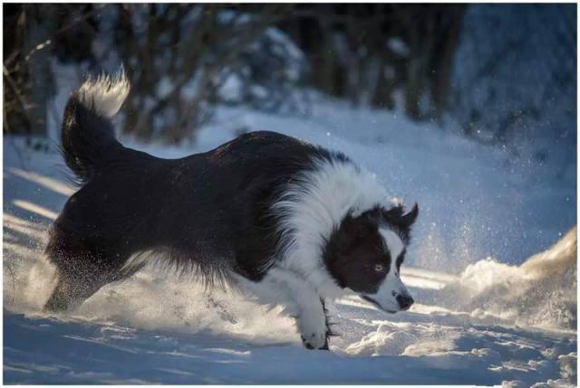四蹄踏雪的狗图片