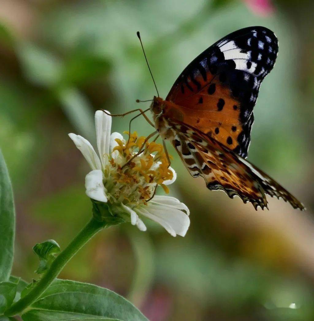 金剪子ps创作大赛第六期作品选登及获奖名