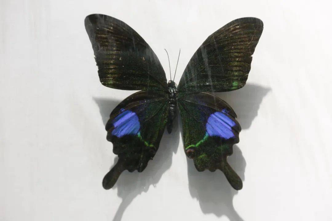 海伦闪蝶多姿麝凤蝶全世界最大的蝶中国最大的蝶--金裳凤蝶大紫蛱蝶