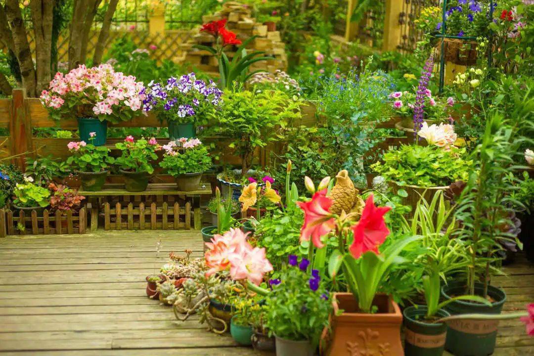 奉浦街道奉浦大道95弄269号获评2020年区十大最美庭院_花草