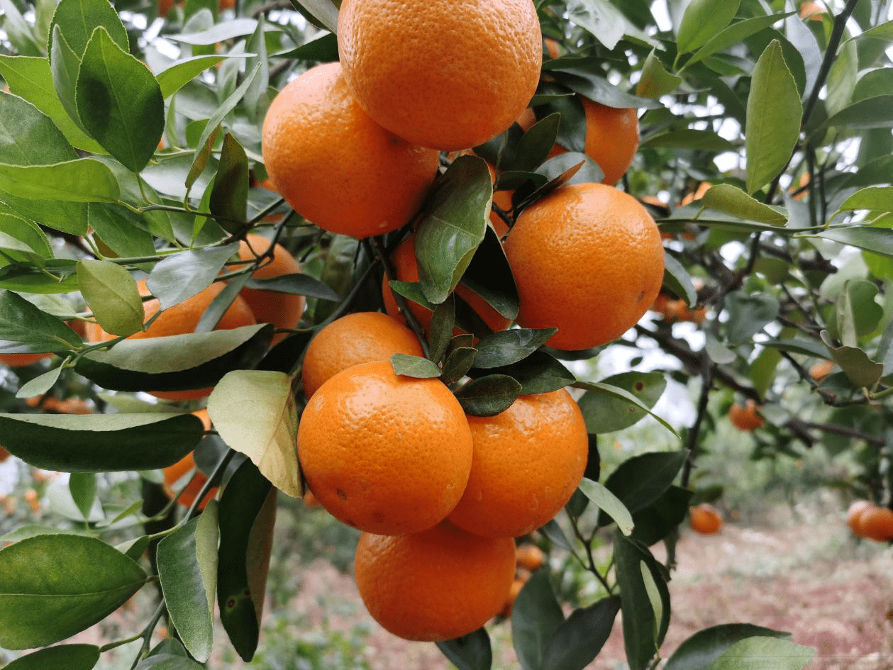 对接万人社区团购平台,钟山携千斤贡柑北上推介首战告捷