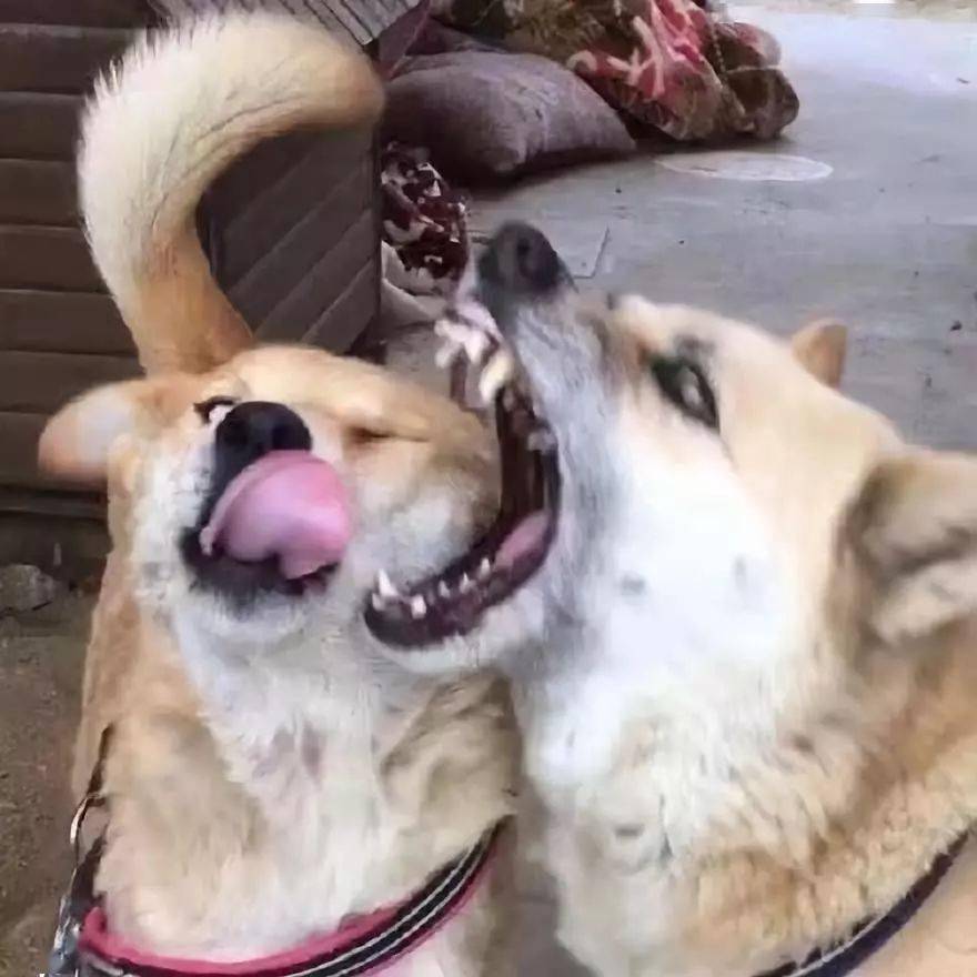 狗略略略被咬舌头表情图片